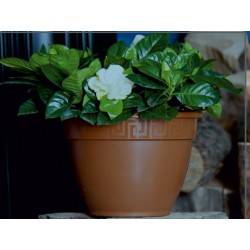 Горшок цветочный Антик, D25, 4,9л. терракот с поддоном