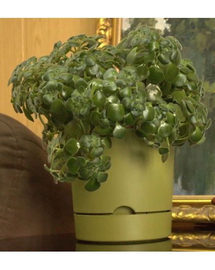 Горшок цветочный Гранд, 17 л, папоротник