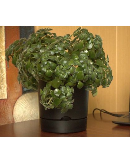 Горшок цветочный Гранд, 17 л, черный