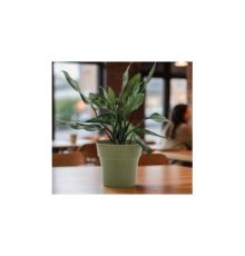 Горшок цветочный Тоскана, D19,папоротник  с поддоном