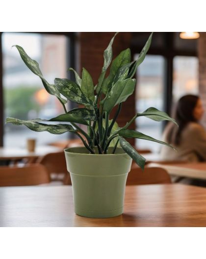 Горшок цветочный Тоскана, D19,папоротник  с поддоном