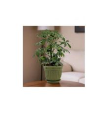 Горшок цветочный Виноград, D 22, папоротник с поддоном