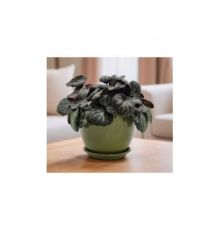 Горшок цветочный Корсика D17, папоротник с поддоном