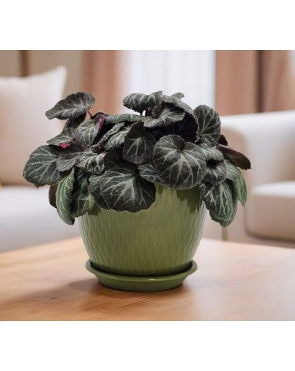 Горшок цветочный Корсика D19, папоротник с поддоном